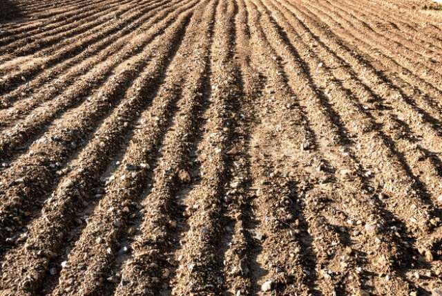 Почва под чеснок - Технология чеснока