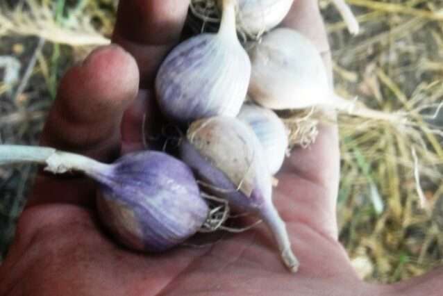 Терміни збирання озимого часнику - однозубки
