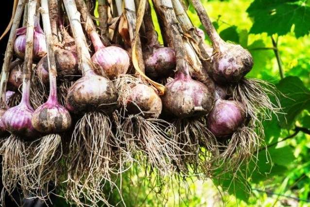 Технология чеснока