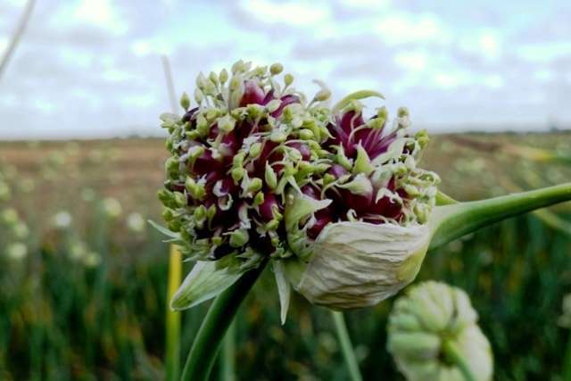 Терміни збирання озимого часнику - воздушки