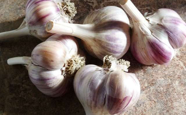 Сорта чеснока в Украине