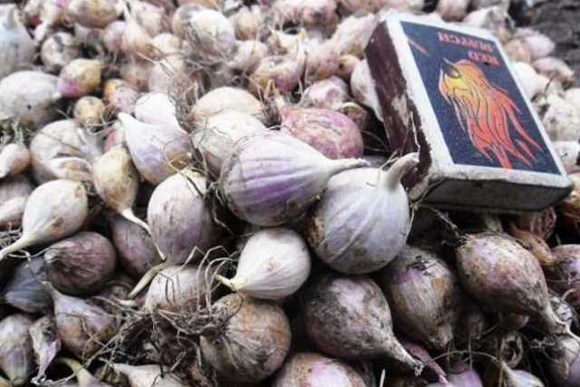 Весенняя посадка чеснока однозубкой