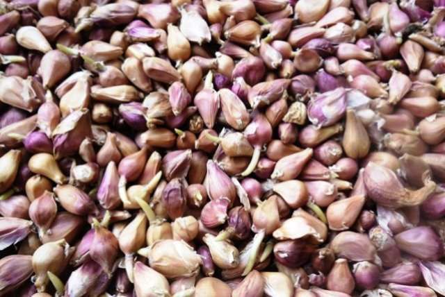 Воздушка чеснока. Посадка. Выращивание