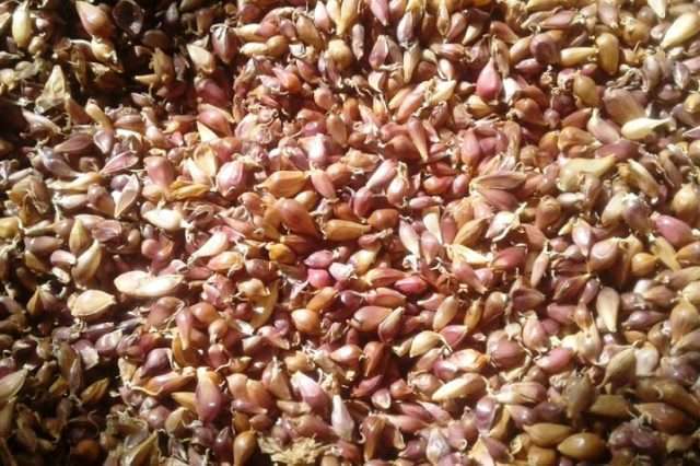 Сроки уборки озимого чеснока - Технология чеснока