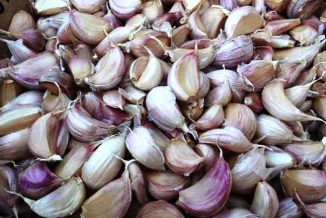 Часник на посадку