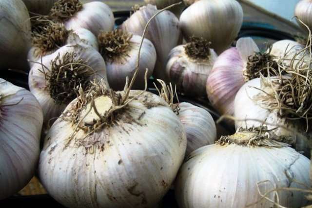 Захворювання часнику - Технологія часнику