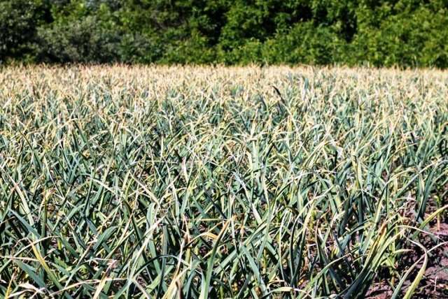 Догляд за часником - Технологія часнику