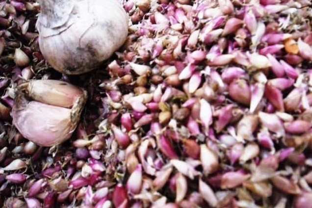 Сроки посадки озимого чеснока - Технология чеснока