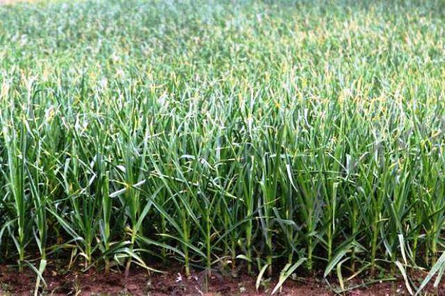 Гербициды по чесноку - Технология чеснока