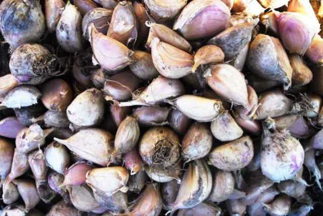 Посадковий часник зубками