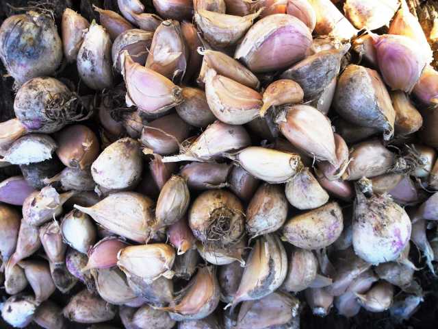 Посадочный чеснок зубками