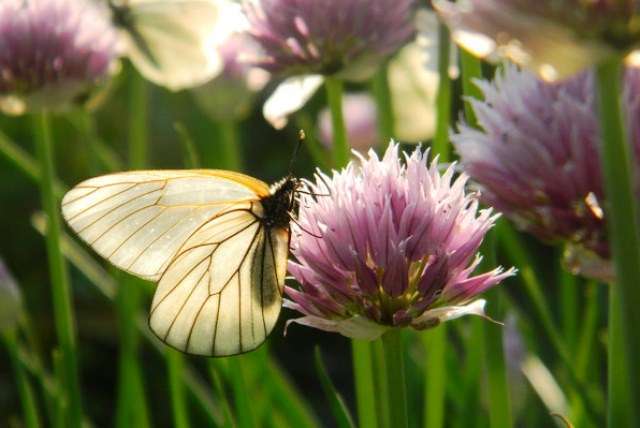 Вредители чеснока - Технология чеснока