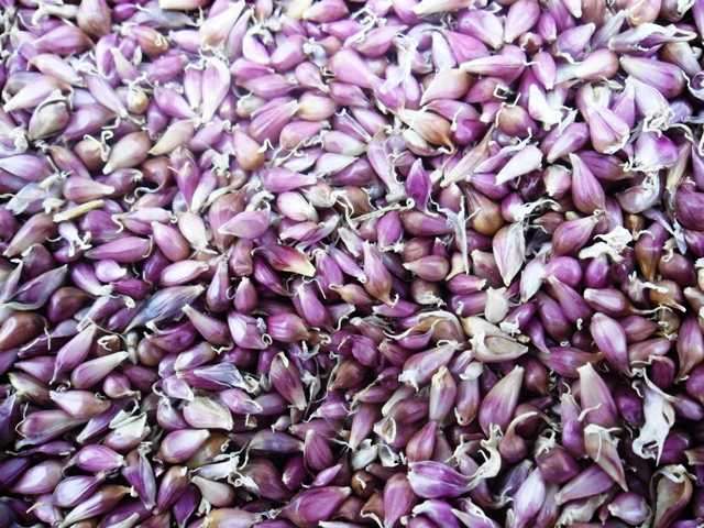 Повітряне насіння часнику