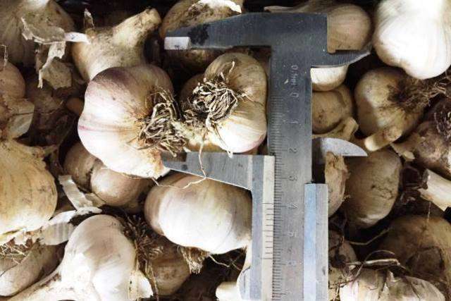 Норми висадки часнику