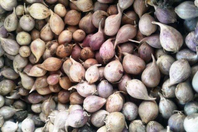 Весенняя посадка однозубкой