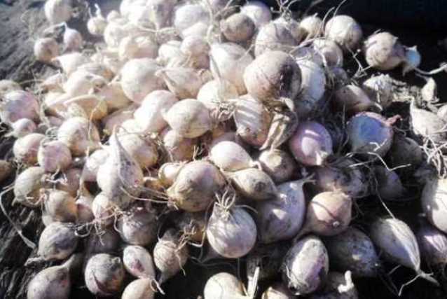 Норми висадки часнику однозубкою