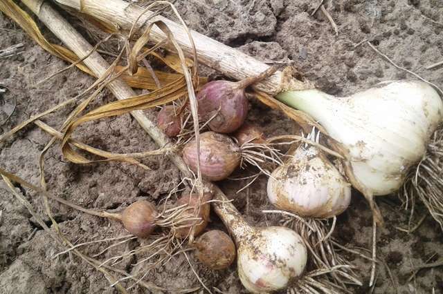 Купить семена