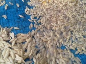 Насіння огірка