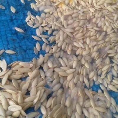 Насіння огірка