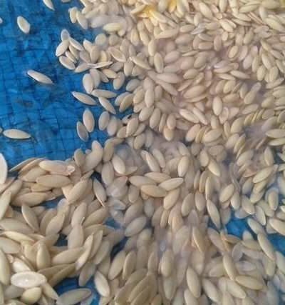 Насіння огірка