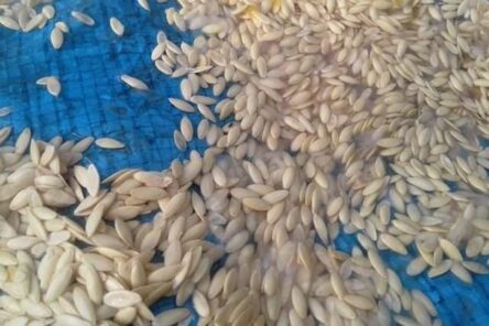 Насіння огірка