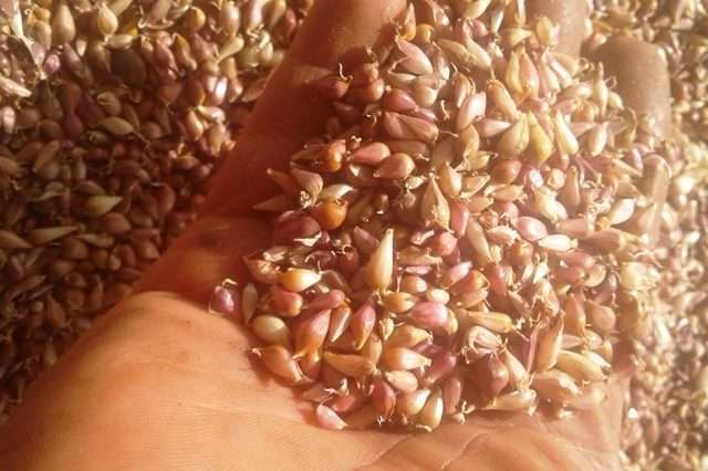 Купити насіння