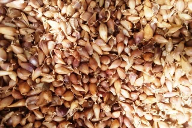 Норми высадки часнику воздушкою