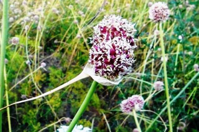 Строение чеснока