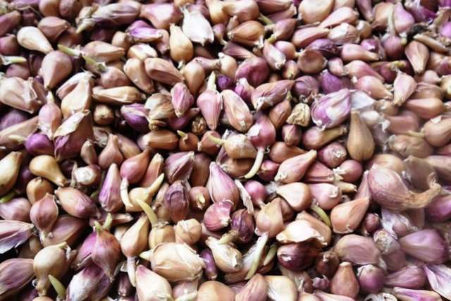 Семена чеснока - Воздушка