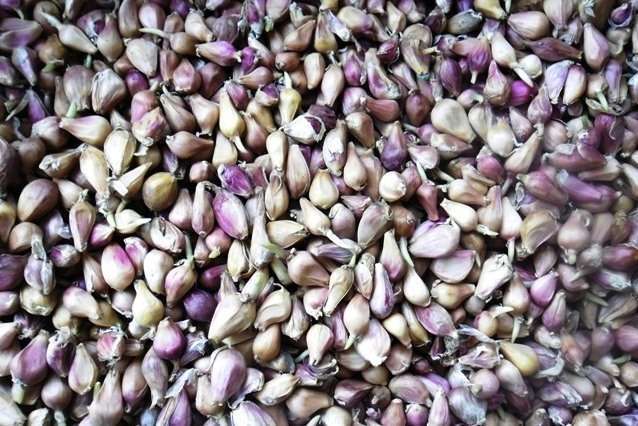 Купить чеснок на посадку: семена озимого чеснока для посадки