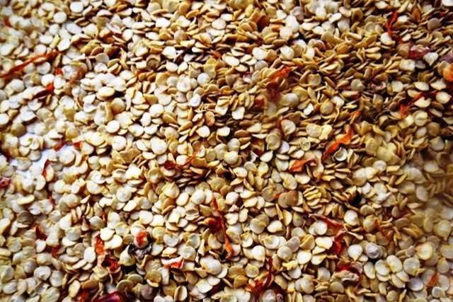 Семена острого перца