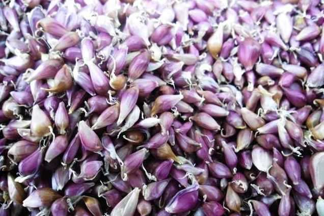 Воздушные семена чеснока