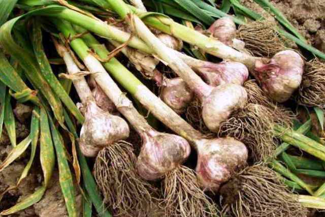 Строение чеснока