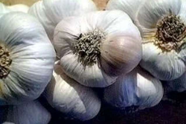 Купити часник насіння