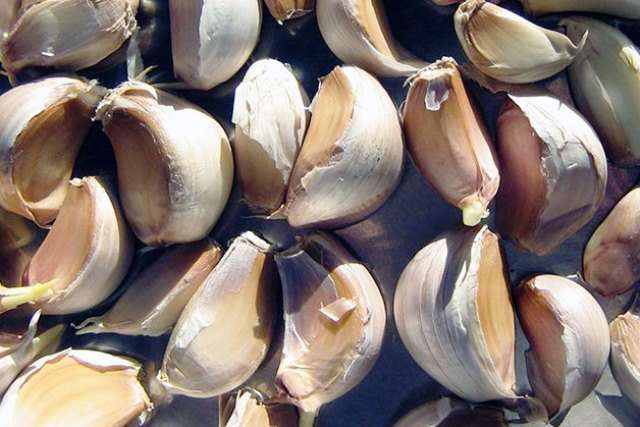 Весенняя посадка чеснока зубком озимых сортов