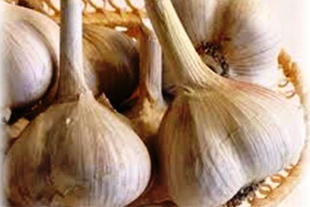 Парадор сорт часнику - Сорти часнику в Україні