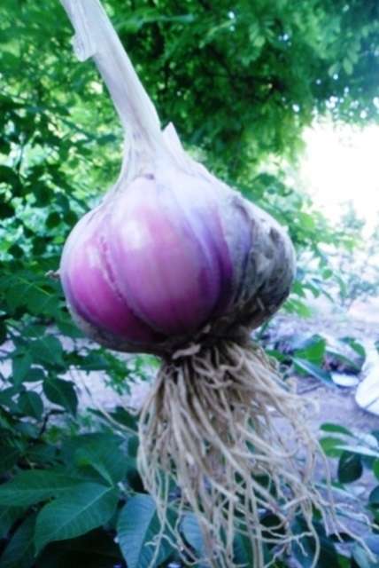 Продаж часнику. Насіння: Воздушка, Однозубка, Часник