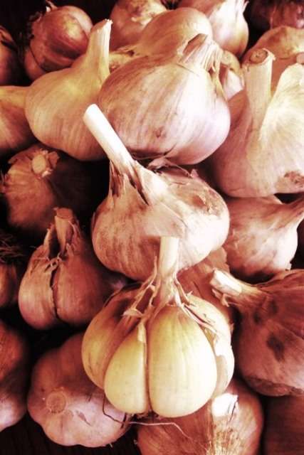 Продажа чеснока на посадку. Семена: Воздушка, Однозубка, Чеснок