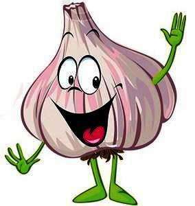 Sale of garlic for planting