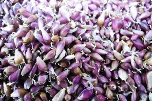 Продаж часнику. Насіння: Воздушка