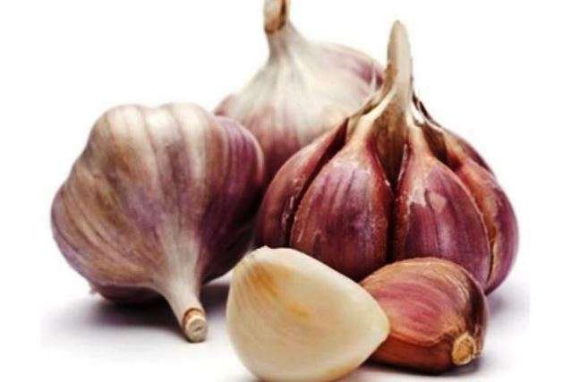 Гермидор сорт чеснока - Сорта чеснока в Украине