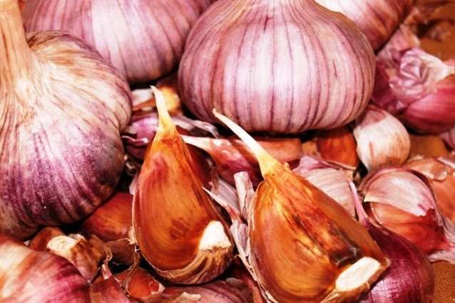 Грибовський Ювілейний сорт часнику - Сорти часнику в Україні