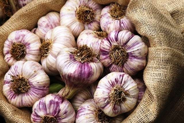 Гулівер сорт часнику - Сорти часнику в Україні