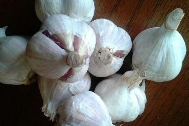 Часник на посадку - Ціна часнику на посадку