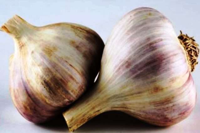 Любаша сорт чеснока - Сорта чеснока в Украине