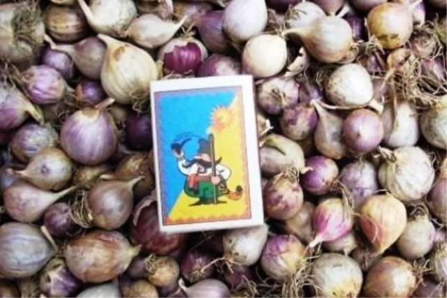 Купить однозубку