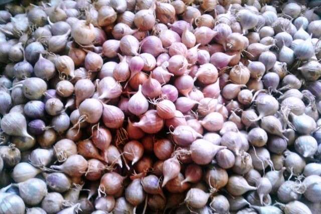 Продажа чеснока. Семена: Однозубка