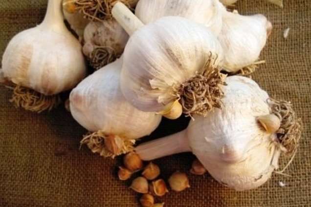 Рокамболь сорт часнику - Сорти часнику в Україні