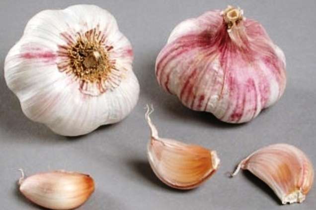 Термідром сорт часнику - Сорти часнику в Україні