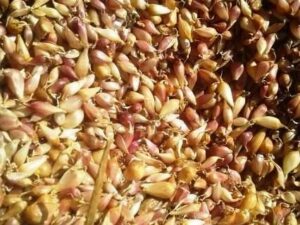 Воздушка сорт Прометей -Воздушка чеснок сорт Прометей